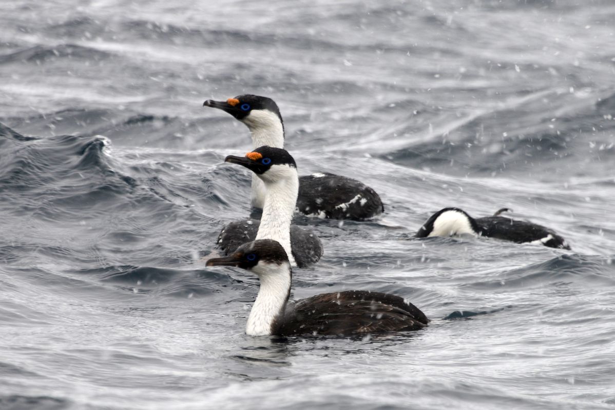 04A Blue-eyed Shag Birds In The Water Next In Foyn Harbour On Quark Expeditions Antarctica Cruise